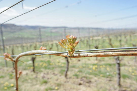 Frühling im Weinberg und junger Austrieb an der Weinrebe
