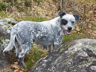 Cane in natura incrocio Setter Bulldog 