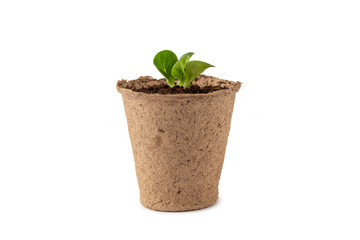 Peat pots with green seedlings  isolated on white background
