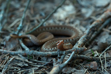 poisonous dangerous snake, viper in the wild, Russia swamp