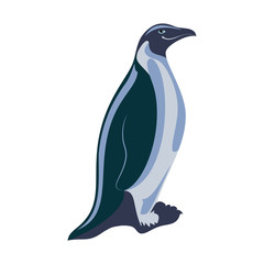Vector illustration of penguin. Isolated on white background.
