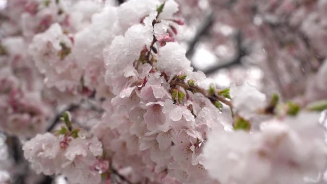 Beautiful Sakura White Blossoms Covered With Snow - Closeup shot