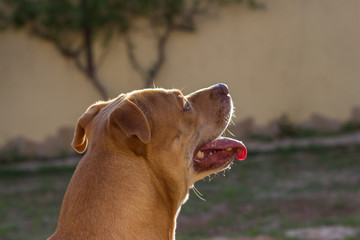 Pit bull dog portrait face - 338349788
