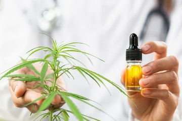 Fototapeta premium Doctor hand holding bottle of Cannabis oil in pipette, Hemp oil drops, marijuana alternative herbal medicine concept.