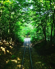 zieleń, tory w puszczy, tory w lesie © Wojciech