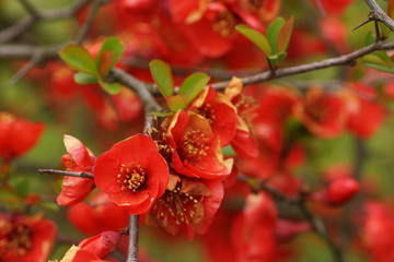 Red flower