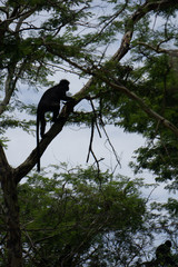 black monkey in national park in north west Bali, Indonesia