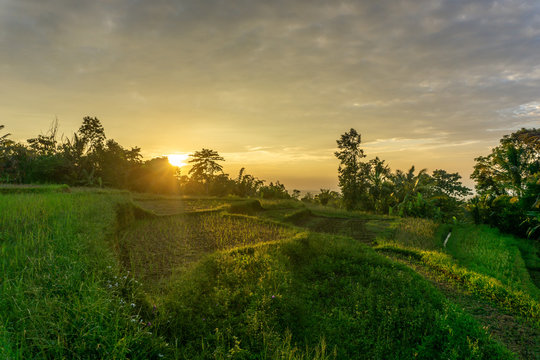green ricefield in Bali at sunset with sun in background behind trees, illuminating the picture yellow