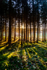 Landscape picture of a forest with sunset with dark fir trees and the sun with rays between the trees, mostly green and yellow 