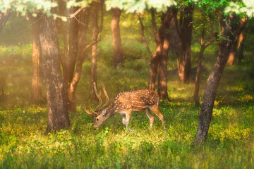 Beautiful male chital or spotted deer grazing in grass in Ranthambore National Park, Rajasthan, India