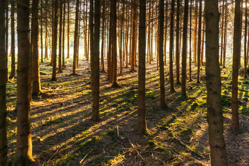 Landscape picture of a forest with sunset with dark fir trees and the sun with rays between the trees, mostly green and yellow 