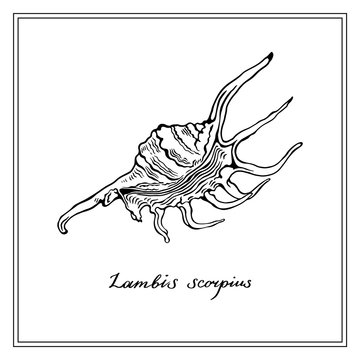 Hand-Drawn Lambis Scorpius Seashll. Black and white collection of greeting square cards. Vector illustration on a white background.