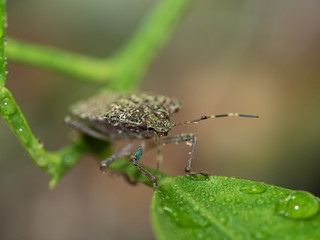 brown bug, beetle on green leaf with water drops, green background