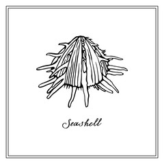 Black and white Seashell. Square card. Seashells hand-drawn collection of greeting cards. Vector illustration on a white background.