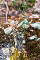 Wanderweg Frankenstein Rheinland Pfalz  Deutschland