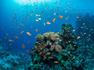 Fototapeta na wymiar wide angle landscape picture underwater in the red sea of orange fish, sea goldies in Egypt around a coral with sun rays and blue water