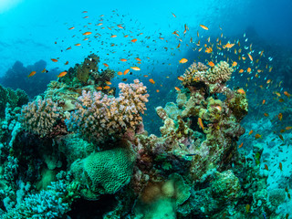 wide angle landscape picture underwater in the red sea of orange fish, sea goldies in Egypt around a coral with sun rays and blue water