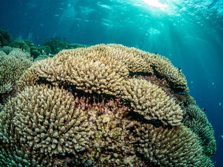 wide angle landscape picture underwater in the red sea of fish, in Egypt, Marsa Alam around a coral...