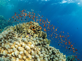 Fototapeta na wymiar wide angle landscape picture underwater in the red sea of orange fish, sea goldies in Egypt, Marsa Alam around a coral with sun rays and blue water