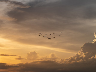 sunset in Bali, canggu, with birds in front of sinking yellow, orange sun