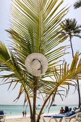 white hat hanging on a palm branch