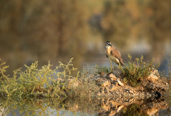Black-crowned Night Heron Juvenile