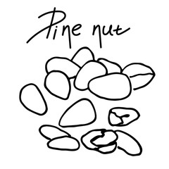 Pine nut line element.Graphic sketch. Hand drawn. Simple illustration