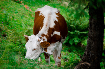 A young white cow grazes on green grass in forest