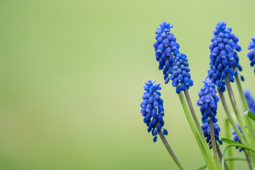 Blue muscari, grape hyacinth flower