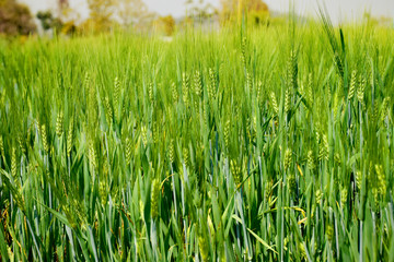 Fields of green millet with sun light
