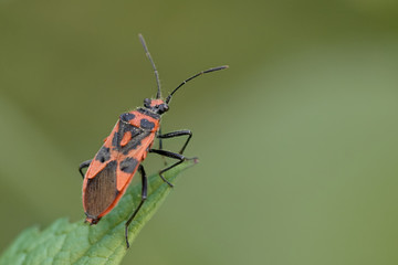 Close-up macro shot of a firebug (Pyrrhocoris apterus) on a green leaf in nature 