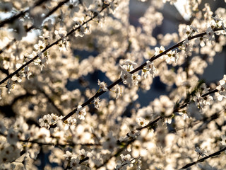 branches and blossoms of white flowers in spring in sunlight.