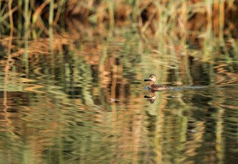 Little grebe wth a fish, Bahrain
