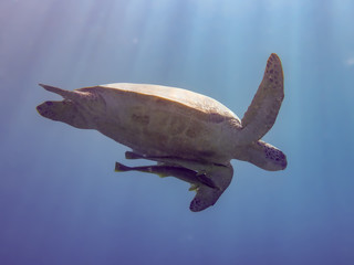 giant green sea turtle with two remora fish in the blue sea from below with sunrays