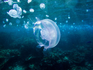 multiple white jellyfish in front of dark blue sea water in Egypt, Marsa Alam © Adrian