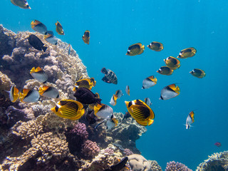 Fototapeta na wymiar swarm of yellow and black butterfly fish in front of corals and blue sea in Egypt, Marsa Alam