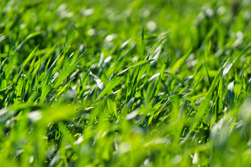 Gras - Makro Aufnahme