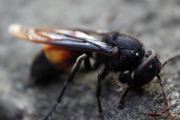 close up photo of a stinging bee that is dying and has begun to be surrounded by ants