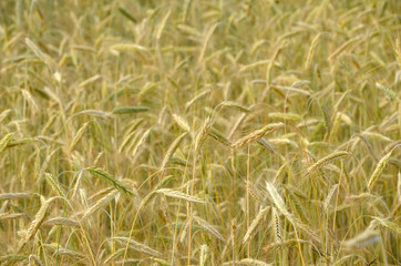 wheat field in summer ears of wheat natural background  