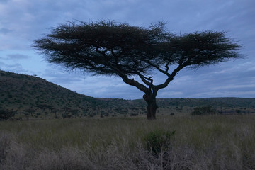 Acacia Tree at dusk at Lewa Conservancy, Kenya, Africa