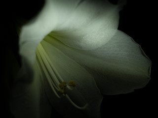 close up picture of white lily petals illuminated wiht light from the side and behind in front of a dark black background