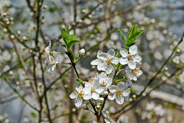 Springtime - an wild plum tree branch with flowers, Sofia city, Bulgaria, Europe   