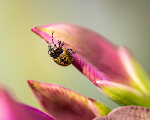 Macro, close up picture of a Heteroptera nymph on a colorful leave