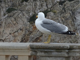 gaviota 