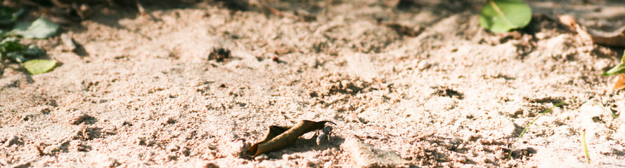 insectos y ranas de diferentes lugares del mundo
