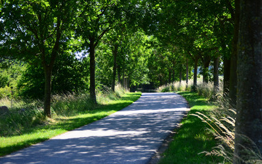 Obraz premium droga na wsi