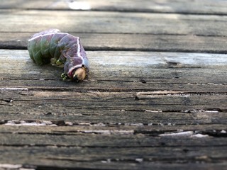 insectos y ranas de diferentes lugares del mundo
