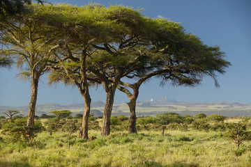 Fototapeta na wymiar Mount Kenya and Acacia Trees at Lewa Conservancy, Kenya, Africa