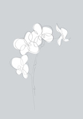 Fototapeta na wymiar Orchid Flower Flat Icon. One line drawing art. Abstract minimal sketch. Vector illustration