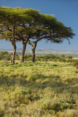 Fototapeta na wymiar Mount Kenya and Acacia Trees at Lewa Conservancy, Kenya, Africa